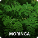 Moringa
